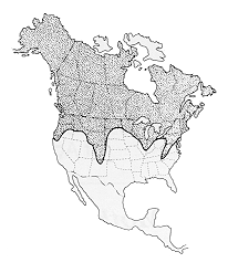 North American distribution of spearmarked black moth