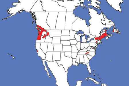 Distribution of balsam woolly adelgid in North America