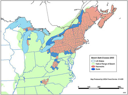 Distribution of beech scale and its associated invasive pathogen in North America in 2005, following its introduction in about 1890 in Halifax, Nova Scotia