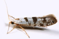 Moth in natural pose