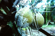Coconuts heavily infested with coconut scale