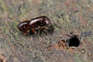 Adult of the redbay ambrosia beetle