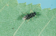 Adult of ambermarked birch leafminer