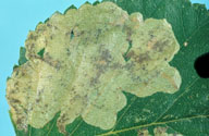 Mine of nearly mature larva of ambermarked birch leafminer