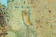 Older instar of ambermarked birch leafminer, with mine opened to reveal larva