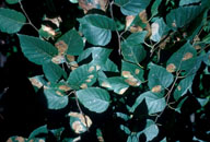 Close up of branch with mines of ambermarked birch leafminer