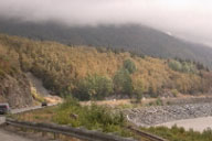 Birch trees (brown) in Alaska heavily mined by ambermarked birch leafminer