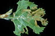 Several larvae (in cases) of birch casebearer on young white birch leaf