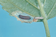 Larva of birch casebearer, with the case removed