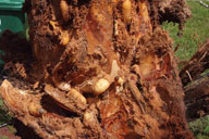 Larvae of giant palm weevil in Bismark palm