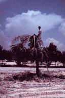 Sabal palm killed by giant palm weevil