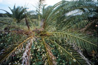 Canary island date palm killed by giant palm weevil