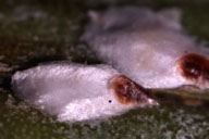 Close up of magnolia white scale adults