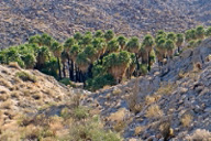 Native California fan palms at Mountain Palm Springs in Anza Borrego State Park in southern California may be hosts for red palm weevil.