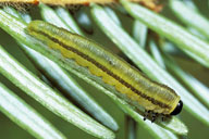 Larvae of hemlock sawfly