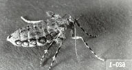 Wingless female adult of spring cankerworm