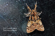 Adult of pine tussock moth