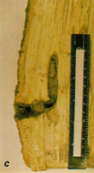 Larva of red oak clearwing borer in it gallery