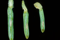 Ovipostion cuts in needles made by yellowheaded spruce sawfly