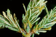 Larvae of yellowheaded spruce sawfly