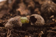 Prepupa of yellowheaded spruce sawfly in cocoon (opened)