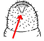 The V-shaped pattern of the raster is used to identify larvae of Japanese beetles