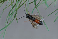 Adult of larch sawfly