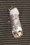 Adult of pecan carpenterworm in natural pose
