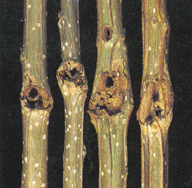 Enlarged entrance holes in stem of cottonwood seedling caused by larvae