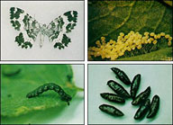 Life stages (adult, eggs, larva, pupae) of spearmarked black moth