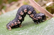 Larva of spearmarked black moth