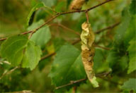 Tent made by larva of spearmarked black moth, where it feeds