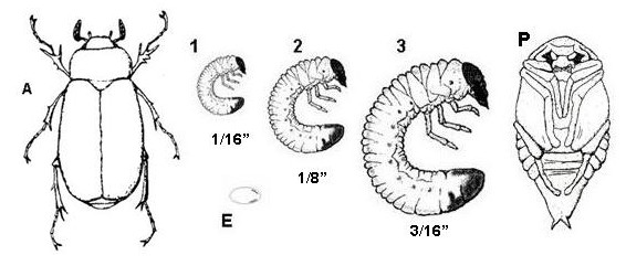 green june beetle life cycle