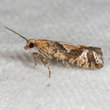 Adult of spruce bud moth
