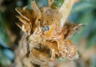 Parasitized egg of spruce bud moth (black) at base of shoot