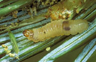 Mature larva of spruce bud moth