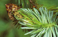 Buds damaged by spruce bud moth
