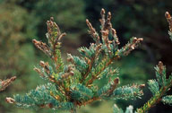 Buds damaged by spruce bud moth; see cap of bud held by silk threads
