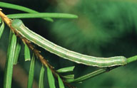 Larva of greenstriped forest looper
