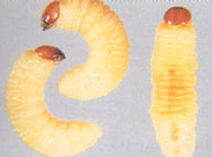 Larvae of pales weevil, removed from galleries