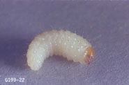 Larva of strawberry root weevil