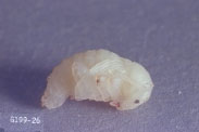 Pupa of strawberry root weevil