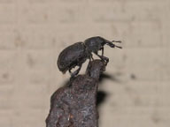 Close up of the pitch-eating weevil