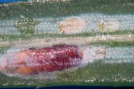 Settled first instar nymphs (see right colored, upper right quarter of photo) of elongate hemlock scale