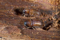 Adults of eastern larch beetle in galleries