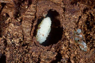 Pupa of eastern larch beetle