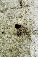 The exit hole of the twolined chestnut borer is D shaped rather than round or oval