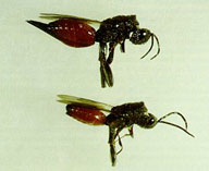 A common larval parasite of the twolined chestnut borer in Wisconsin