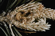 Larva of Zimmerman pine moth
