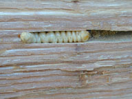 Late stage red oak borer larva in xylem gallery